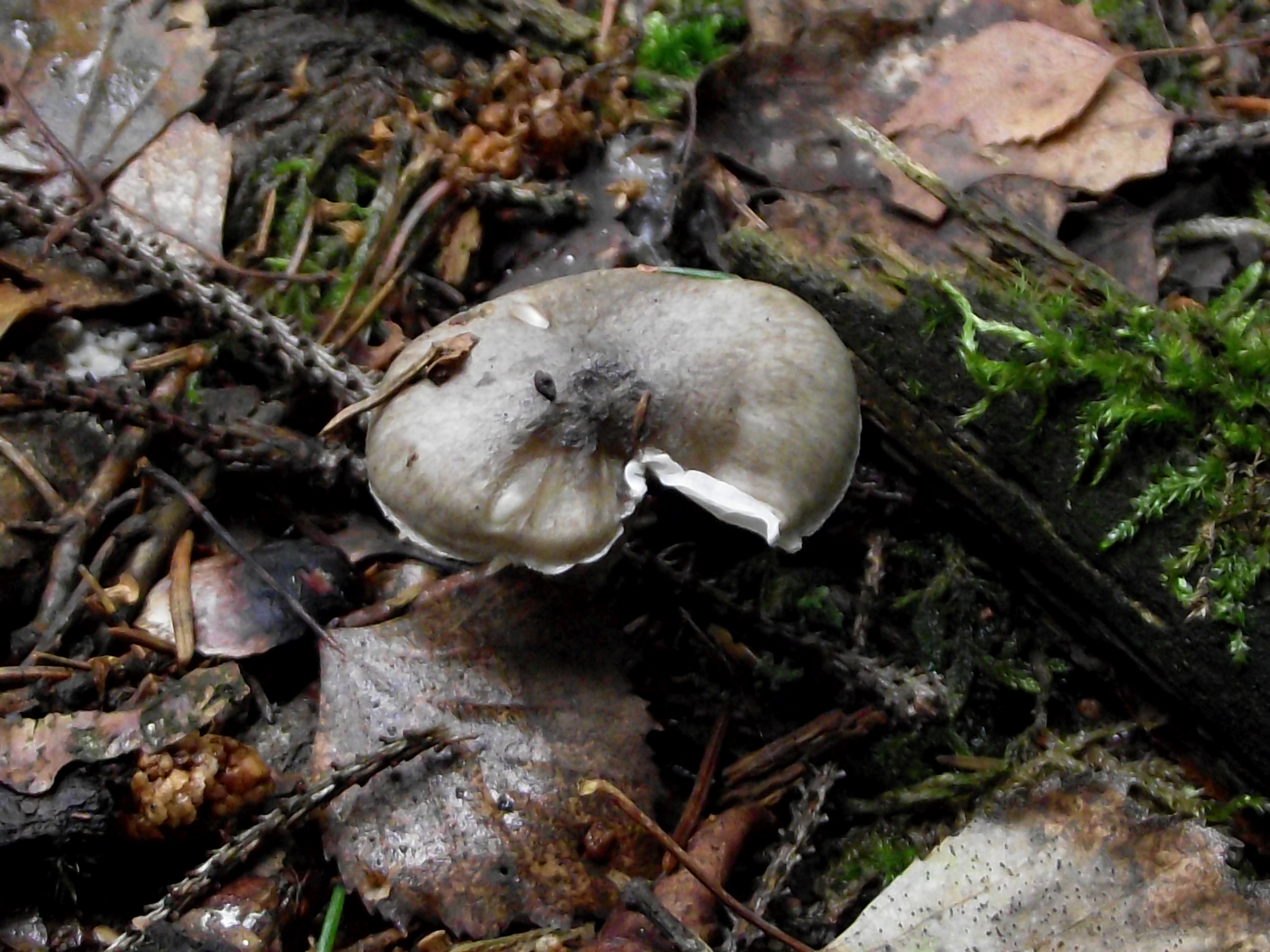 Schwarzpunktierter Schneckling
